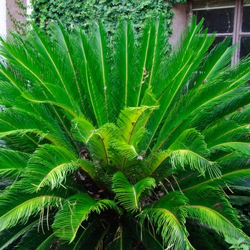 Sago Palm -Cycas revoluta