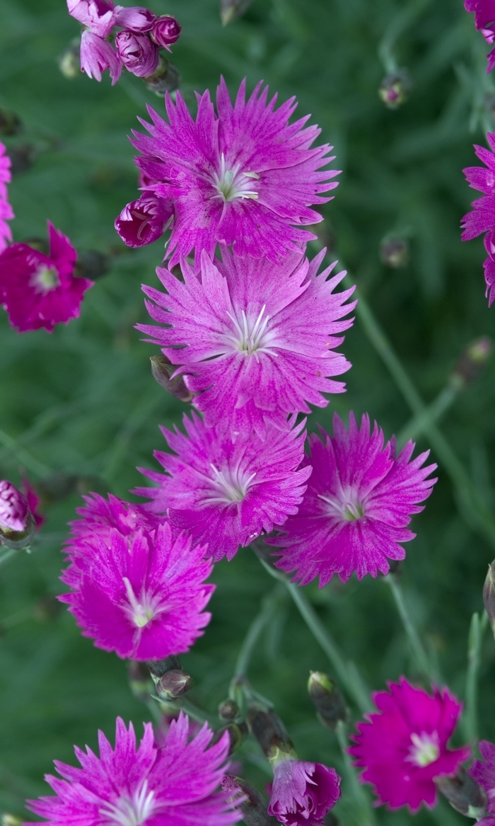 'Firewitch' Pinks-Cheddar - Dianthus gratianopolitanus from Evans Nursery