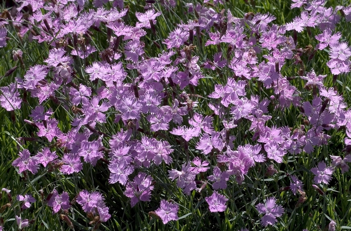 'Baths Pink' Cheddar Pink - Dianthus from Evans Nursery