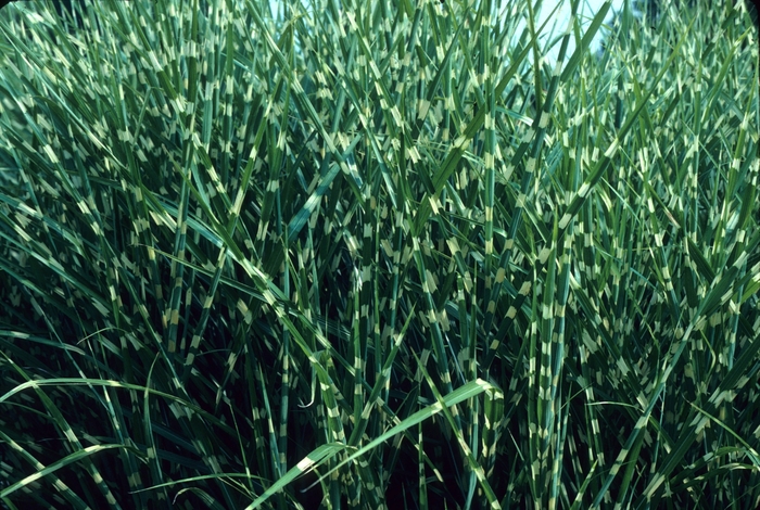 Zebra Grass - Miscanthus sinensis 'Zebrinus' from Evans Nursery