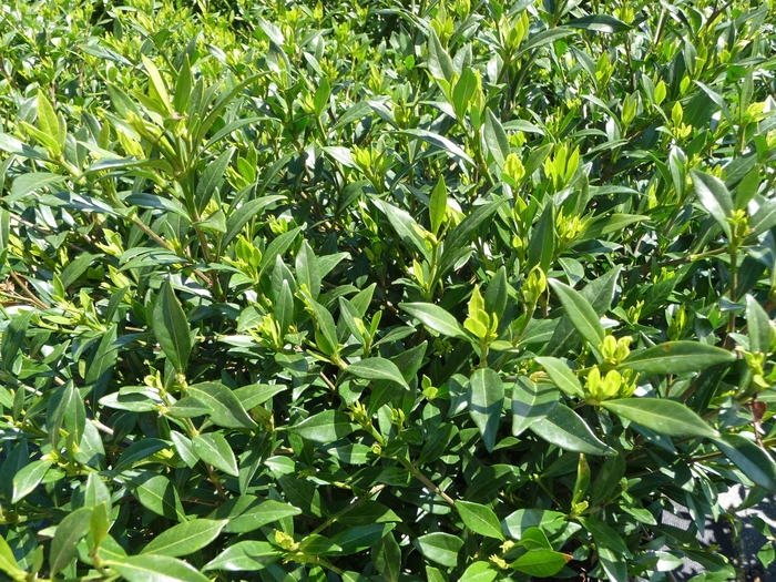 Radicans Gardenia - Gardenia jasminoides 'Radicans' from Evans Nursery