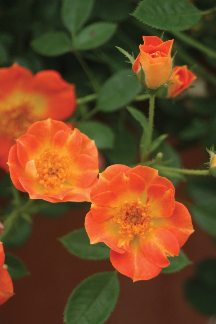 Oso Easy Hot Paprika&reg; - Rosa x 'FARROWRSP' PP30383 from Evans Nursery