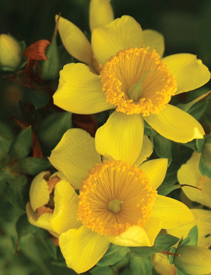 ''Sunny Boulevard&reg;'' St. John''s Wort - Hypericum kalmianum from Evans Nursery