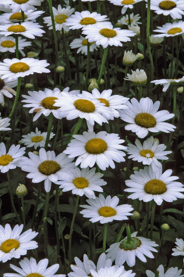 'Becky' Shasta Daisy - Leucanthemum x superbum from Evans Nursery