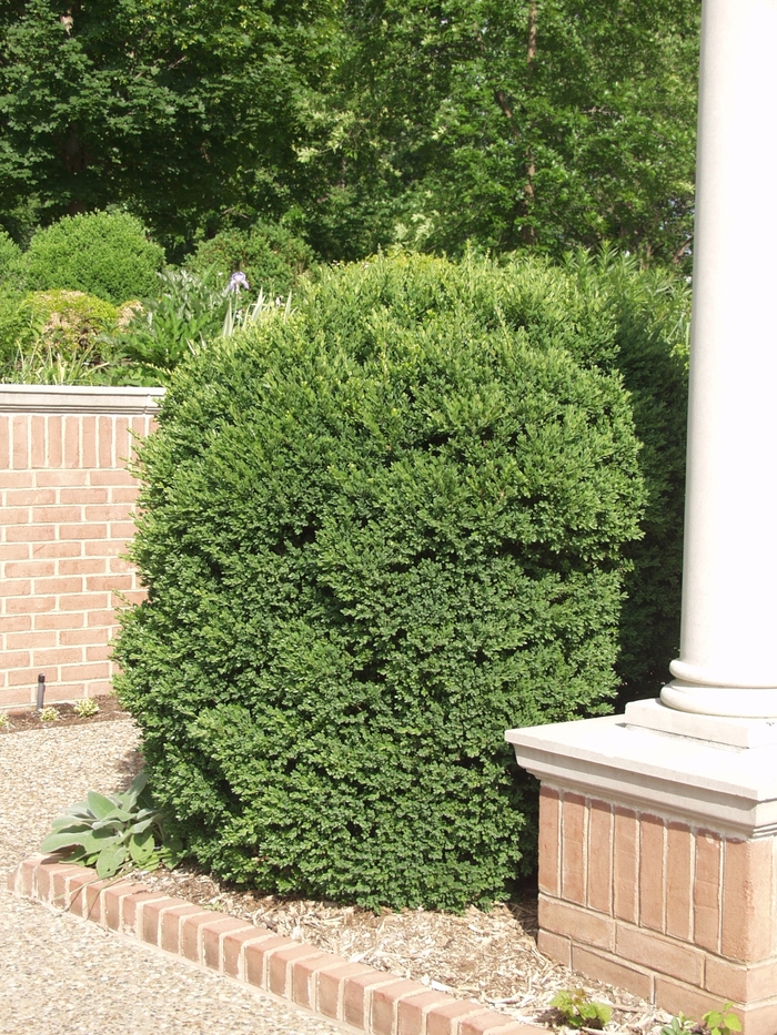'John Baldwin' Boxwood - Buxus microphylla from Evans Nursery