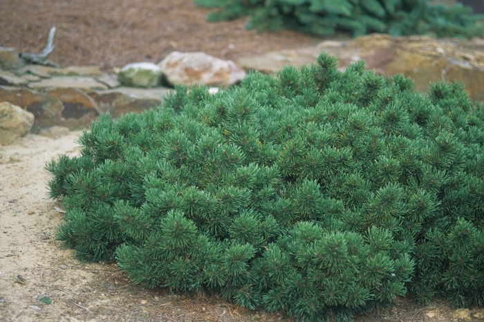 Dwarf Mountain Pine - Pinus mugo var. pumilio from Evans Nursery
