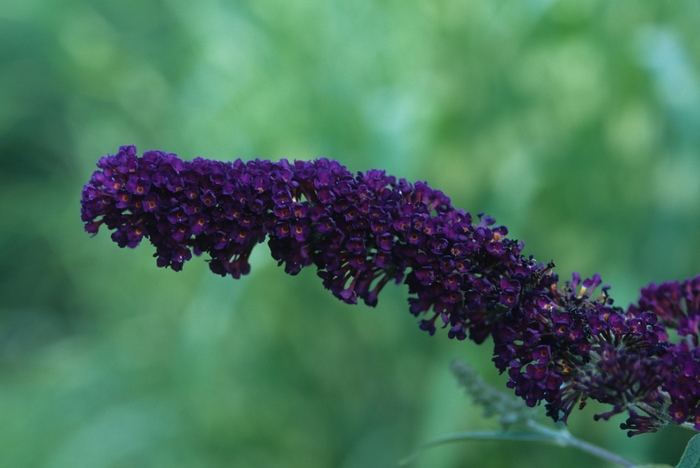 'Black Knight' Butterfly Bush - Buddleia davidii from Evans Nursery