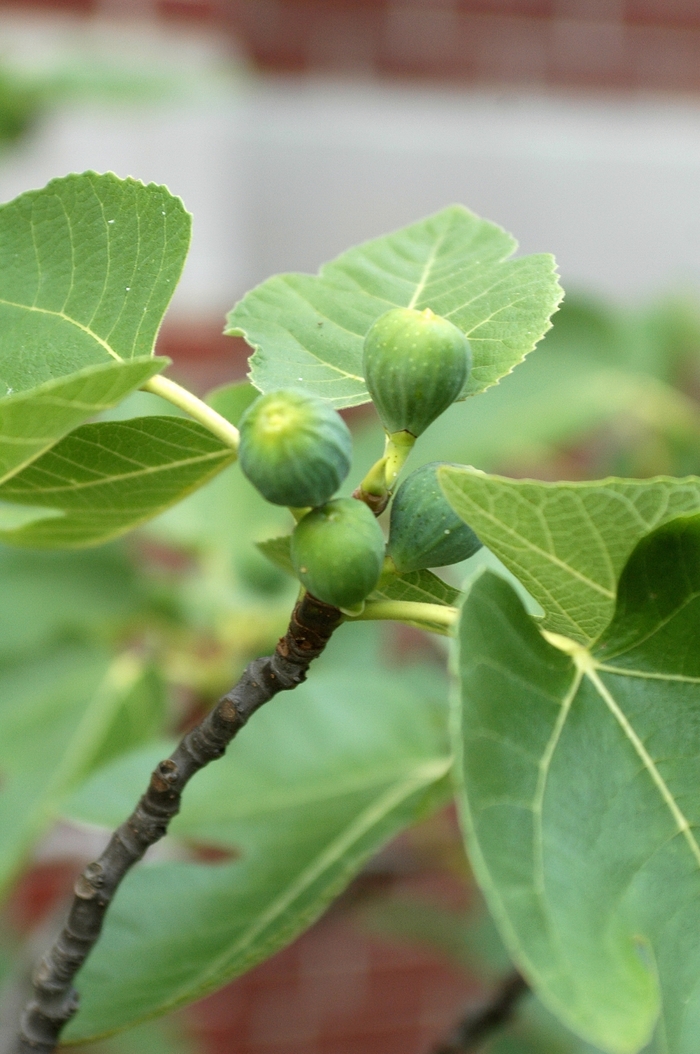 'Brown Turkey' Brown Turkey Fig - Ficus carica from Evans Nursery