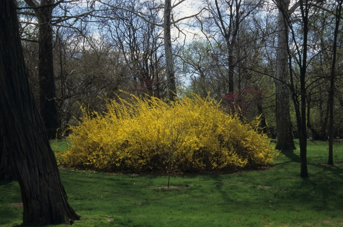 'Lynwood' - Forsythia x intermedia from Evans Nursery