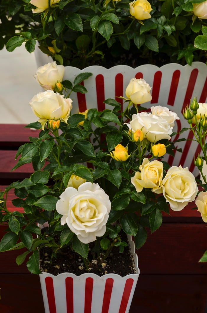 'Popcorn Drift&reg;' Rose - Rosa from Evans Nursery