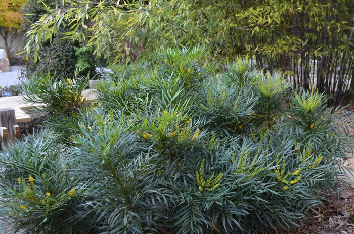 'Soft Caress' Grape Holly - Mahonia eurybracteata from Evans Nursery