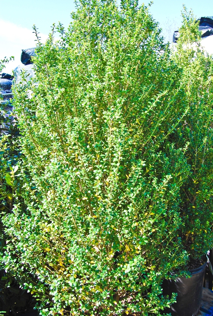 'Steeds' Japanese Holly - Ilex crenata from Evans Nursery