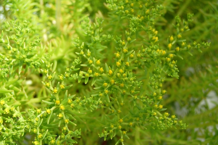 'Lemon Ball' Stonecrop - Sedum mexicanum from Evans Nursery