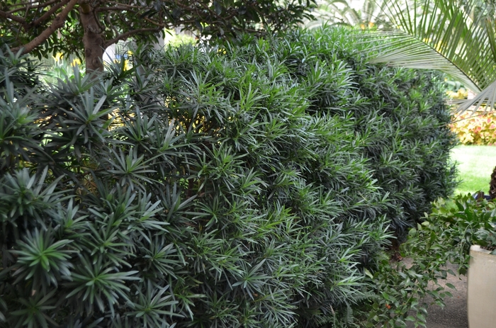 'Maki' Chinese Shrub Yew - Podocarpus macrophyllus from Evans Nursery