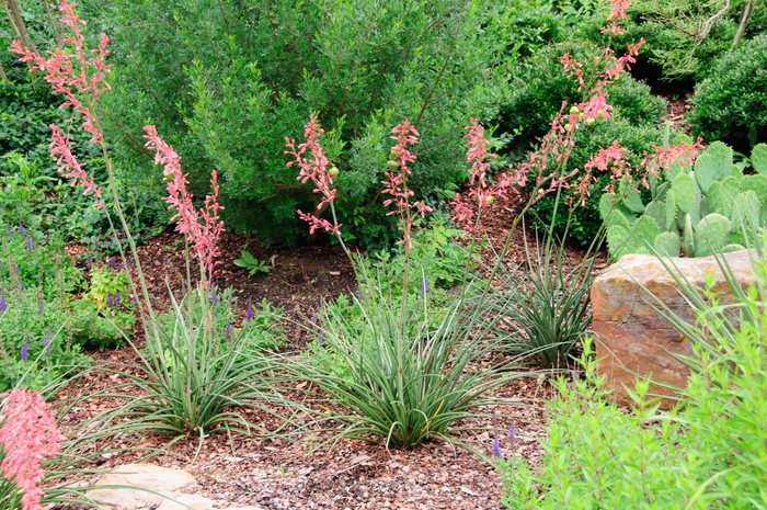 Red Yucca - Hesperaloe parviflora from Evans Nursery