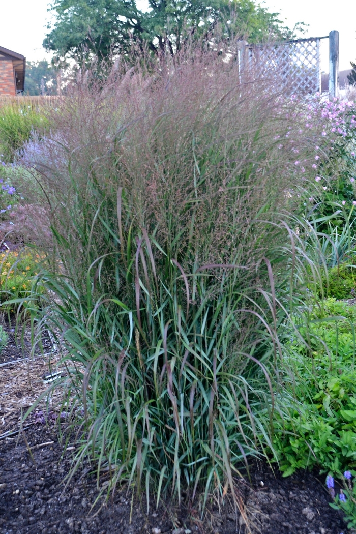 Prairie Winds&reg; 'Apache Rose' - Panicum virgatum (Switch Grass) from Evans Nursery