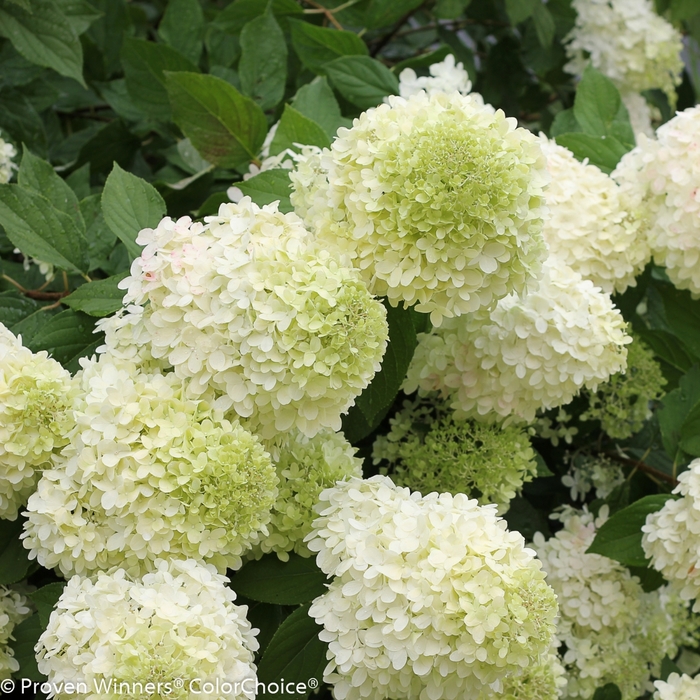 'Limelight' - Hydrangea paniculata (Panicle Hydrangea) from Evans Nursery
