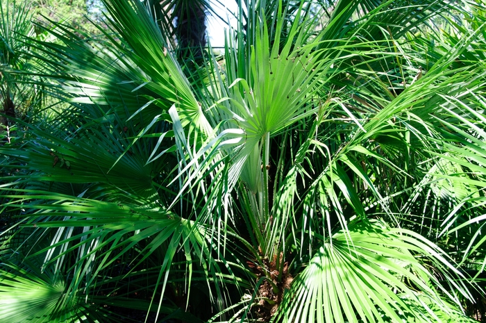 European Fan Palm - Chamaerops humilis from Evans Nursery