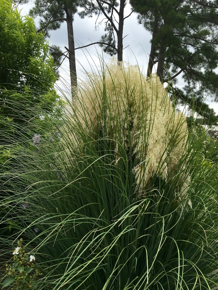 'Jet Streams&trade;' Dwarf Pampas Grass - Cortaderia selloana from Evans Nursery