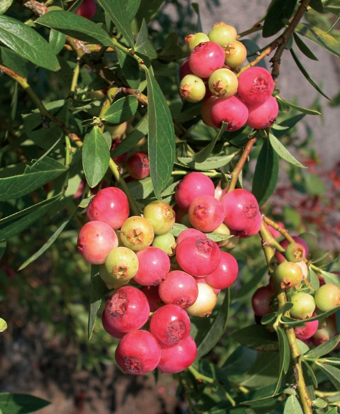 'Pink Lemonade' Blueberry - Vaccinium from Evans Nursery