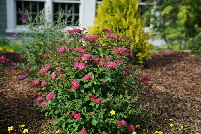 Double Play Doozie® - Spiraea x from Evans Nursery