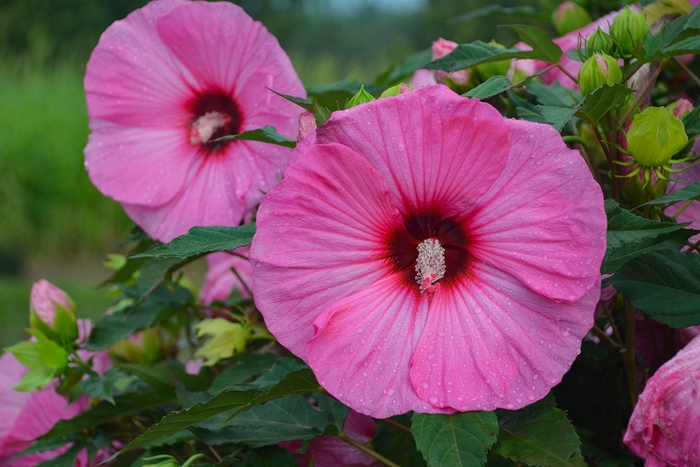 Summerific&reg; 'Candy Crush' - Hibiscus (Rose Mallow) from Evans Nursery