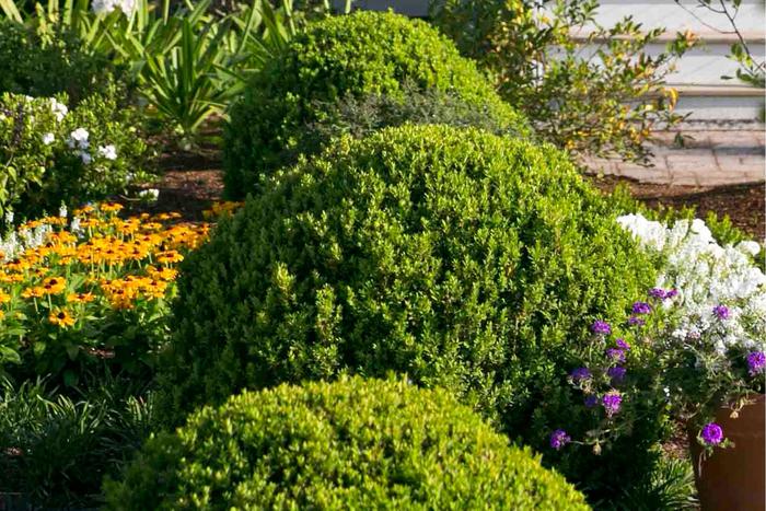'Baby Gem&trade;' Boxwood - Buxus microphylla var japonica from Evans Nursery