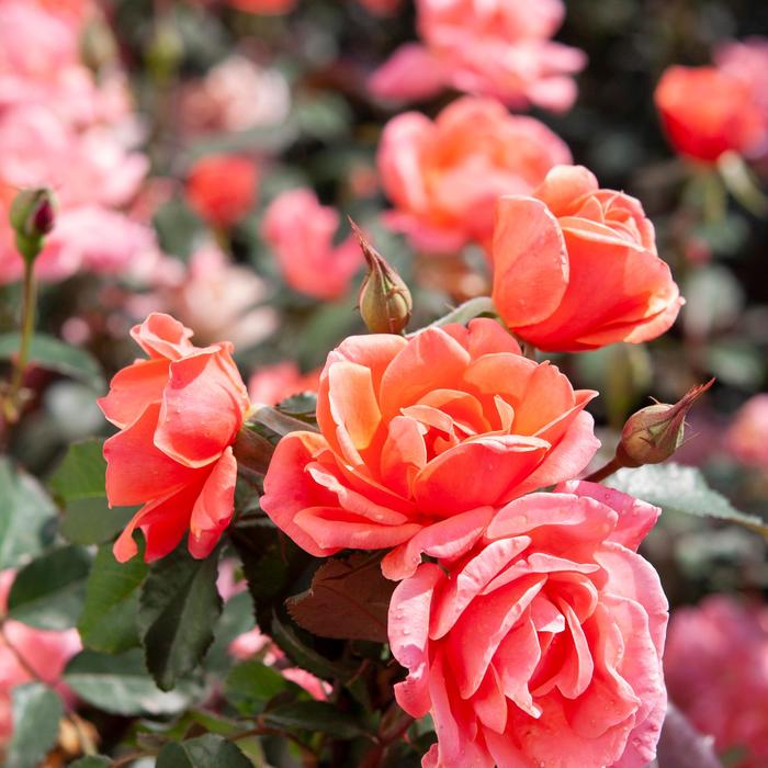 Knock Out&reg; Coral - Rosa (Rose) from Evans Nursery