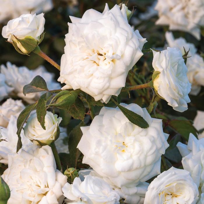 White Drift&reg; - Rosa 'Meizorland' PP28054, CPBR 5592 from Evans Nursery