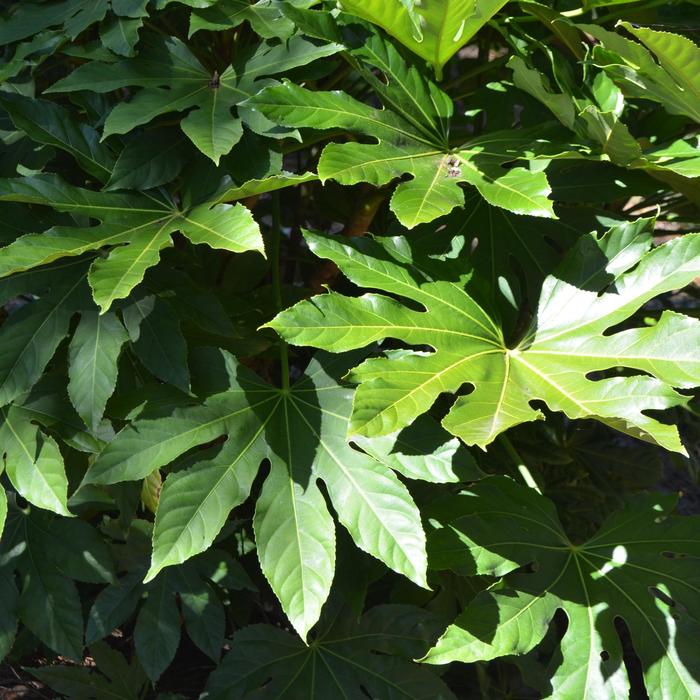 Japanese Aralia - Fatsia japonica from Evans Nursery