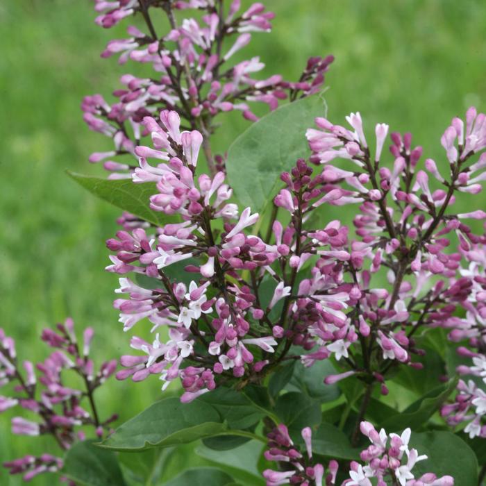 Lilac 'Baby Kim' - Syringa from Evans Nursery