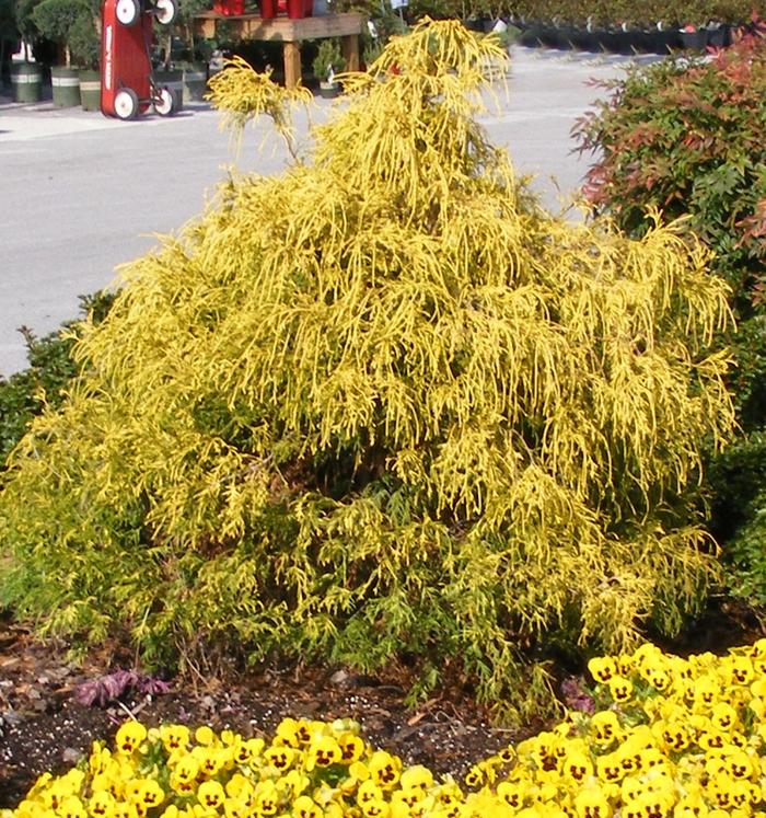 'Paul's Gold&reg;' - Chamaecyparis pisifera from Evans Nursery