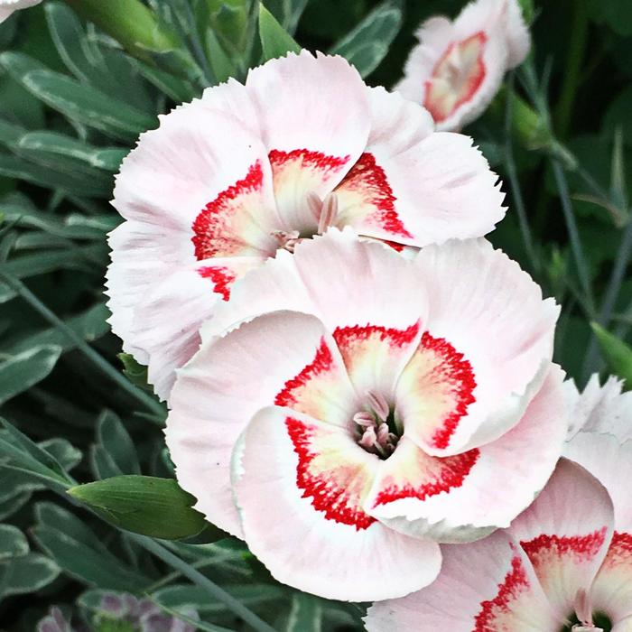 American Pie&reg; 'Georgia Peach Pie' - Dianthus allwoodii from Evans Nursery