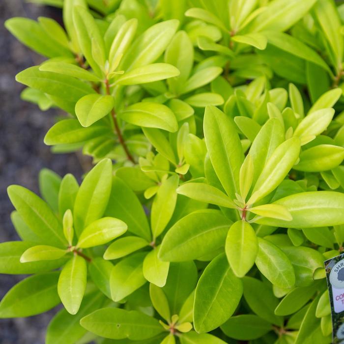 'Florida Sunshine' Florida Anise - Illicium parviflorum from Evans Nursery