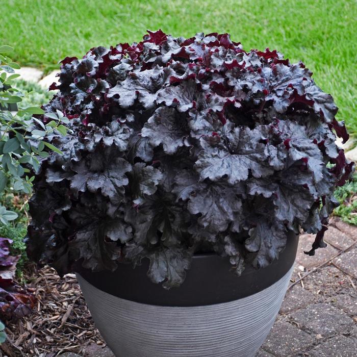 Dressed Up&trade; 'Evening Gown' - Heuchera (Coral Bells) from Evans Nursery
