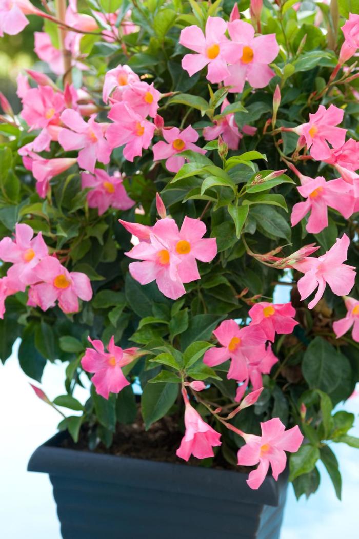 Sun Parasol&reg; 'Pretty Pink' - Mandevilla Topiary Tree from Evans Nursery