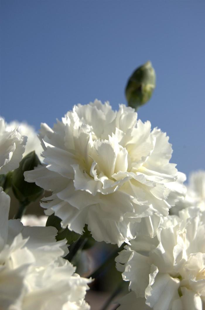 Scent First&reg; 'Memories' - Dianthus from Evans Nursery