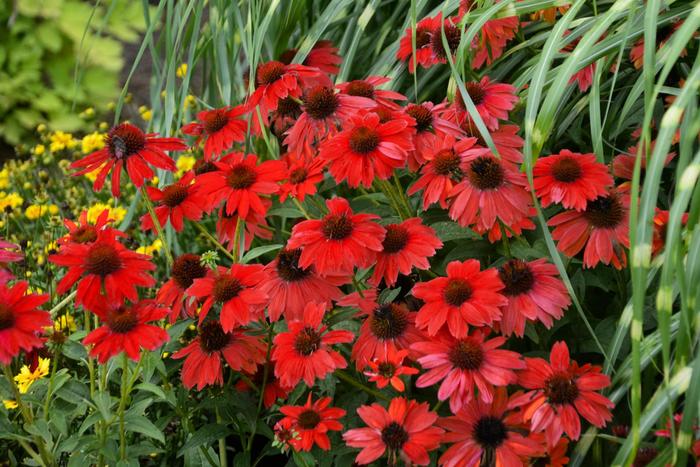 Sombrero&reg; 'Salsa Red' - Echinacea (Coneflower) from Evans Nursery