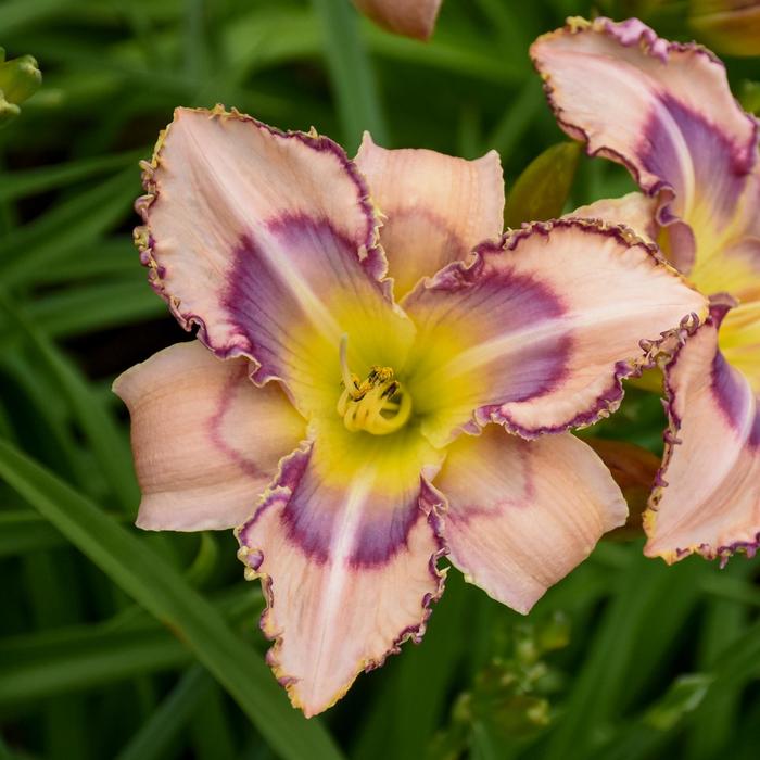 'Handwriting on the Wall' Daylily - Hemerocallis from Evans Nursery