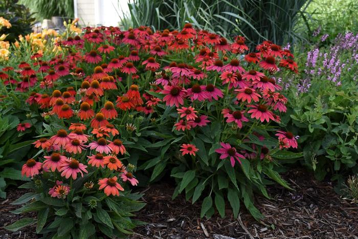 Summersong&trade; 'Firefinch&trade;' - Echinacea (Coneflower) from Evans Nursery
