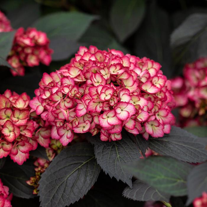 Eclipse® Bigleaf Hydrangea - Hydrangea macrophylla from Evans Nursery