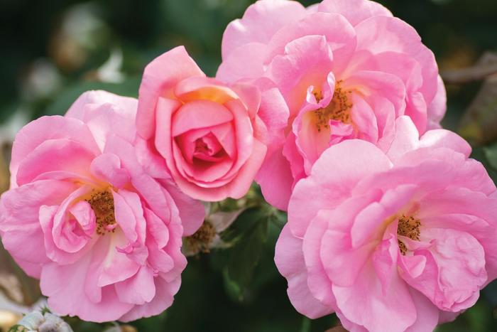 Peachy Knock Out Rose - Rosa 'Radgor' from Evans Nursery