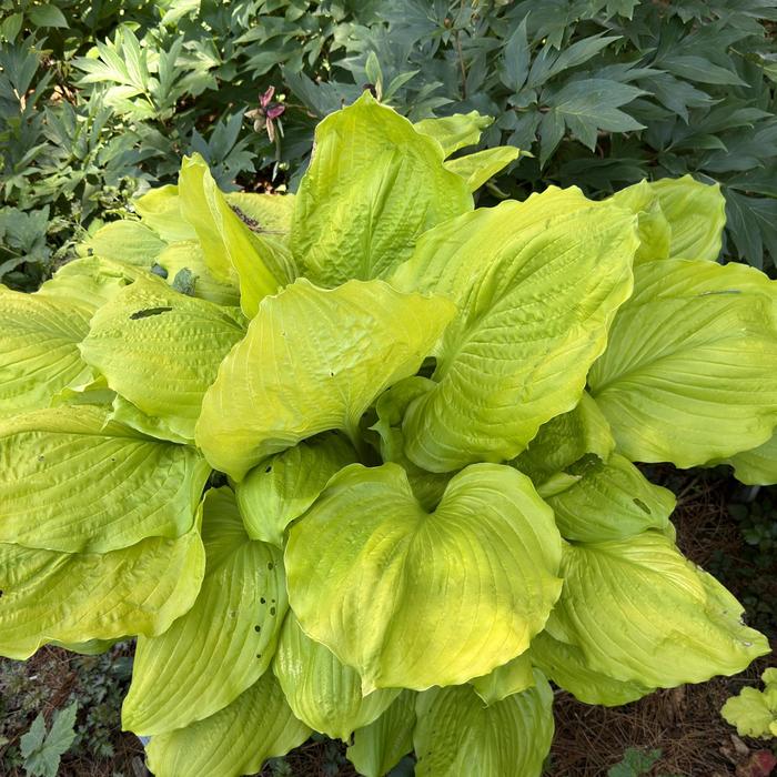 'Seasons in the Sun' Hosta, Plantain Lily - Hosta from Evans Nursery