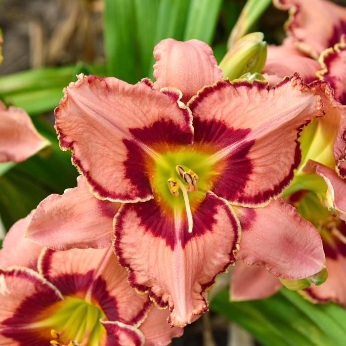RR&reg; 'Fearfully and Wonderfully Made' - Hemerocallis (Daylily) from Evans Nursery
