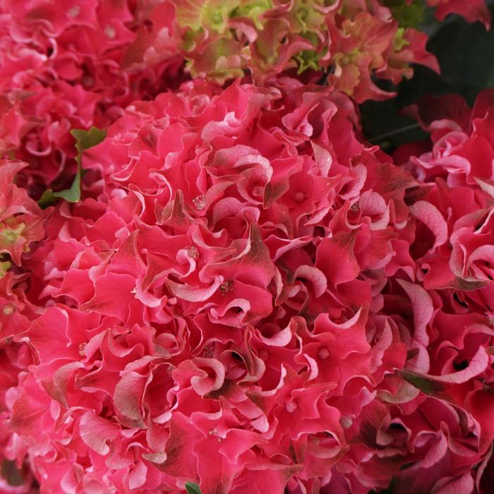 Magical&reg; 'Frill Ride' - Hydrangea macrophylla from Evans Nursery