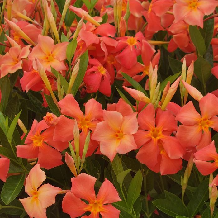 Sun Parasol&reg; Firedup&trade; Orange - Mandevilla from Evans Nursery