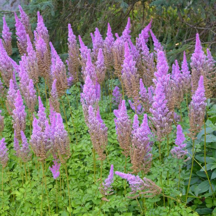 'Purple Candle' False Spirea - Astilbe chinensis from Evans Nursery