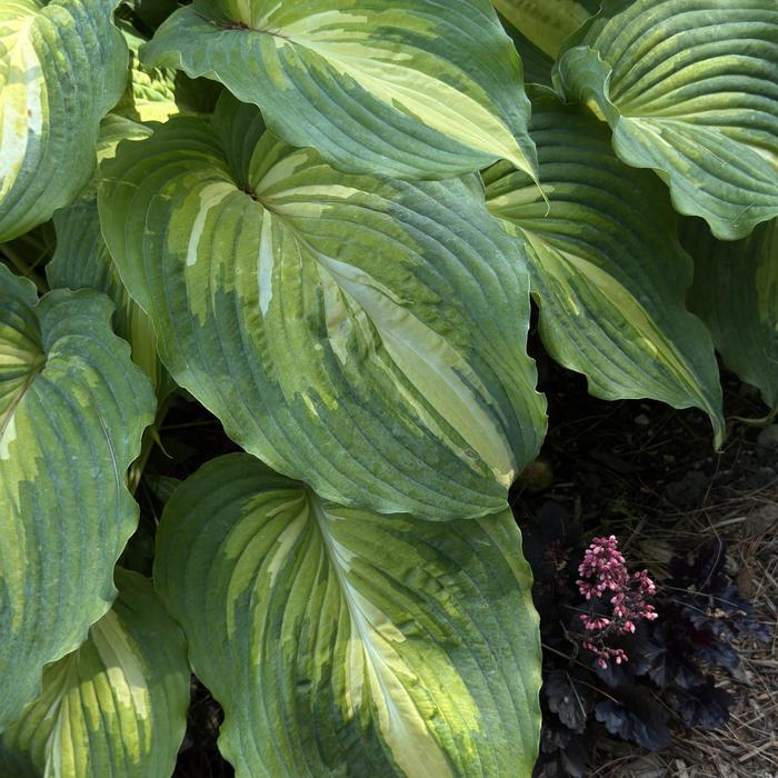 Shadowland® 'Love Story' - Hosta (Hosta, Plantain Lily) from Evans Nursery
