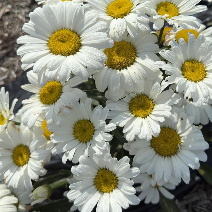 'Betsy' Shasta Daisy - Leucanthemum from Evans Nursery