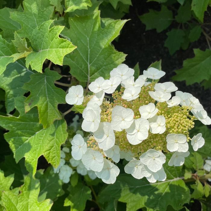 Toy Soldier&trade; - Hydrangea quercifolia from Evans Nursery